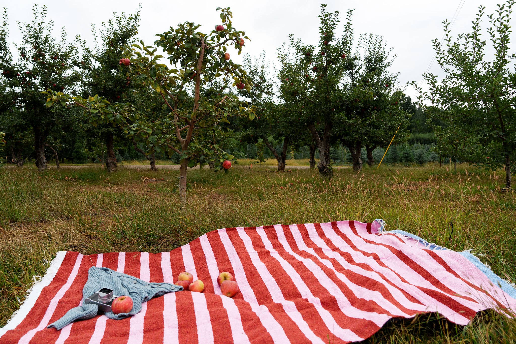 Red and white striped blanket with apples on a grassy field with trees in the background