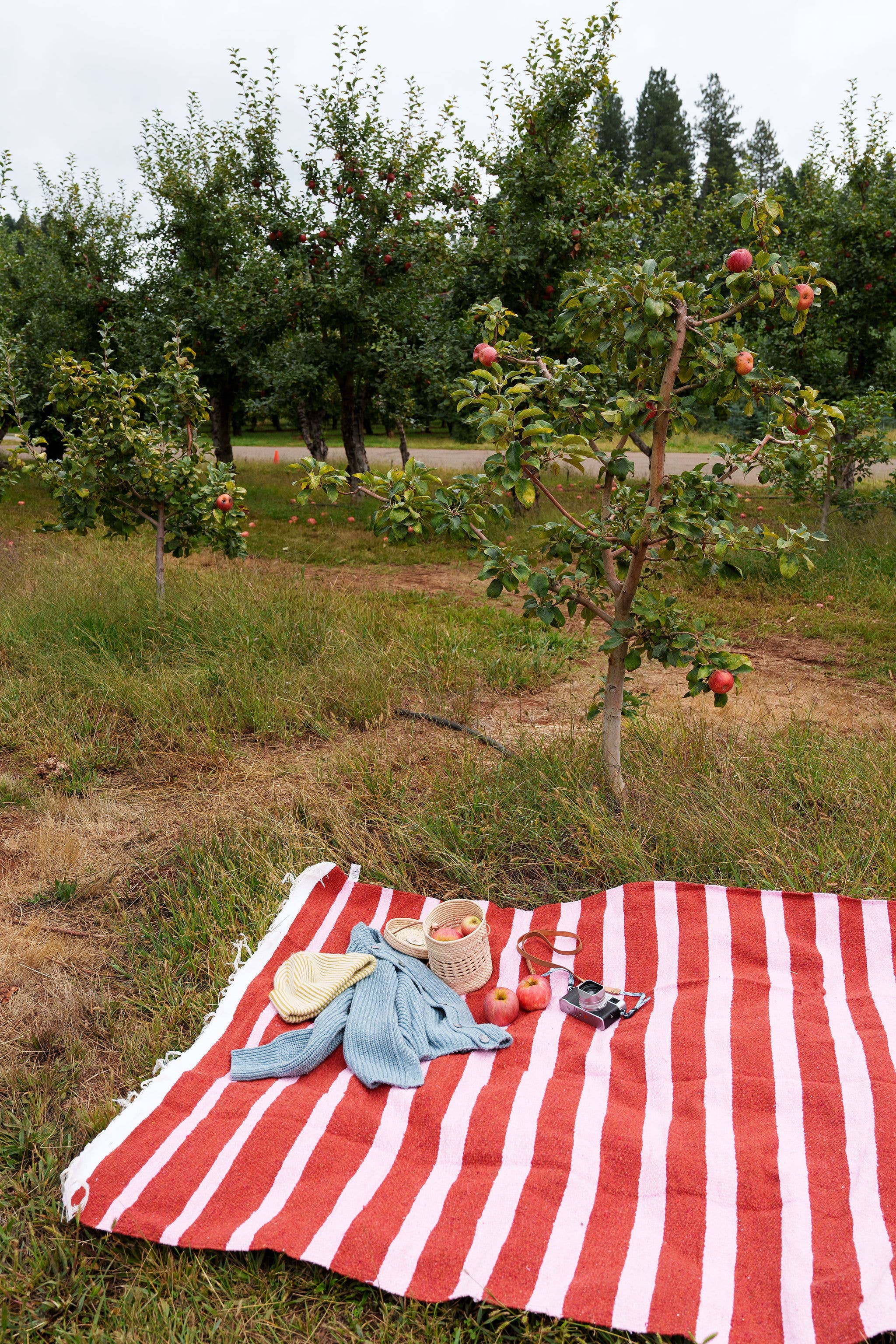 Red and white striped picnic blanket with items on a grassy field with trees and apples in the background.