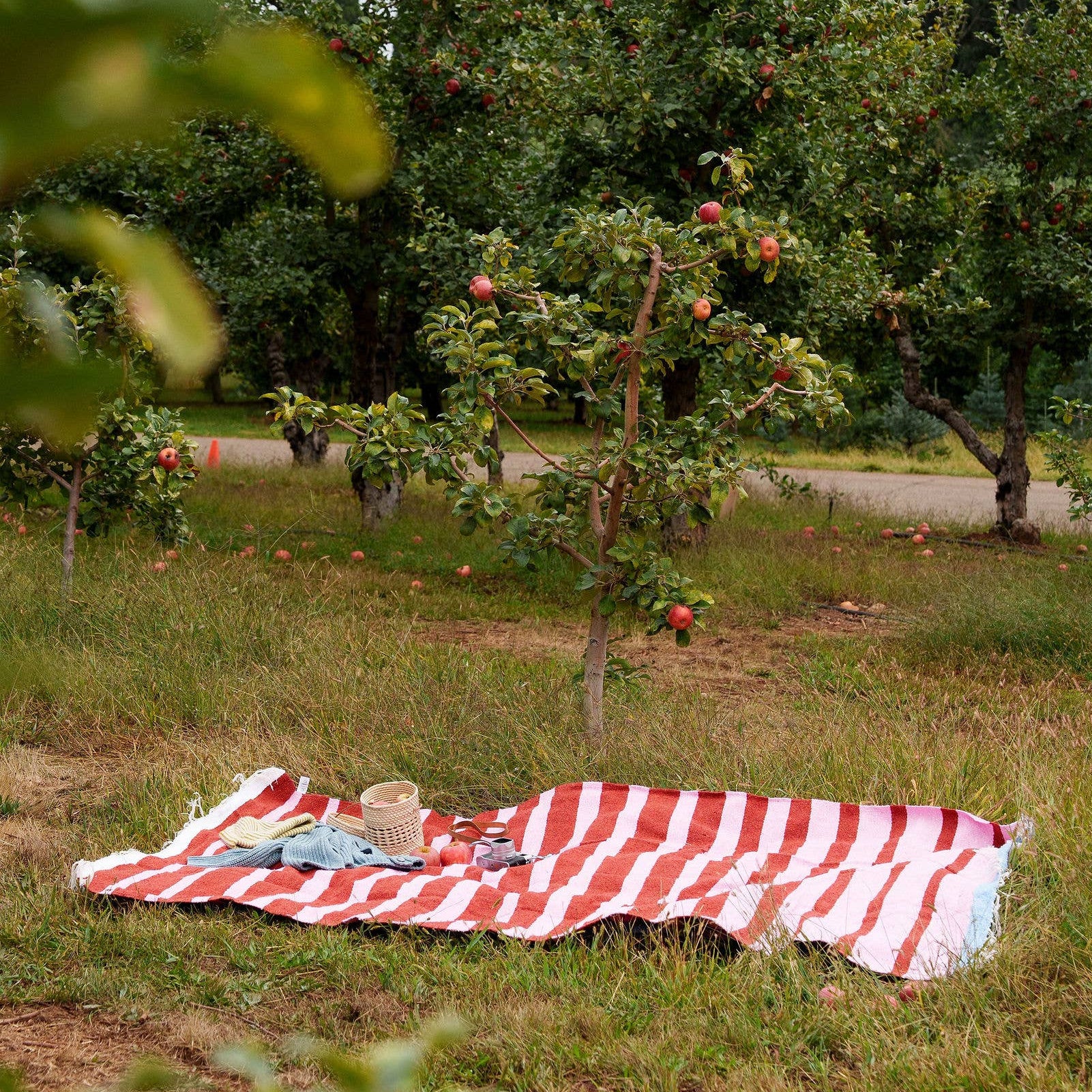Red and white striped blanket on grass with apple trees in the background